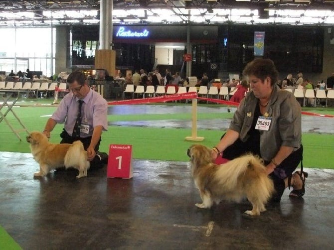 des ponts d'Arian - WORLD DOG SHOW  2011