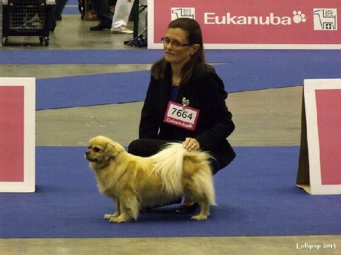 EUROPEAN DOG SHOW 2013 GENEVE