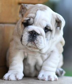 Boubull's Gang - Chiots disponibles - Bulldog Anglais