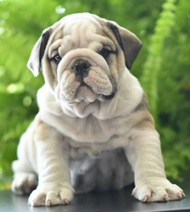 Boubull's Gang - Chiots disponibles - Bulldog Anglais