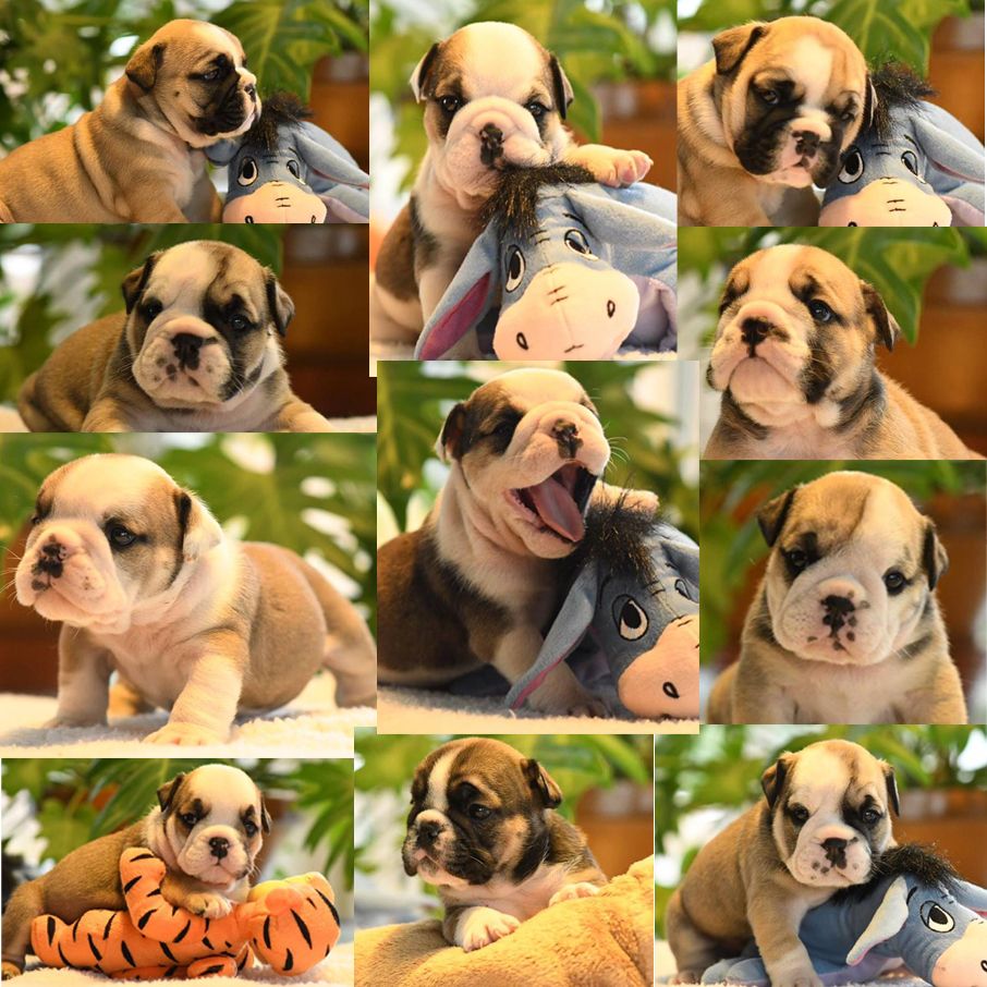 Chiot Bulldog Anglais Boubull's Gang