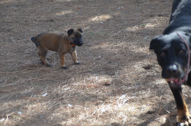 des vignes du Roussillon - Drack et les chiots malinois