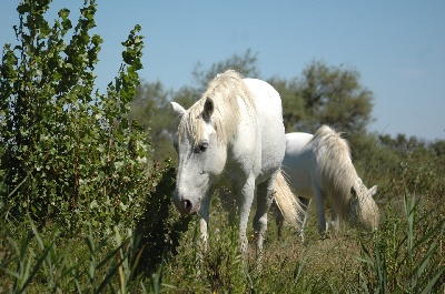 des vignes du Roussillon - La camargue