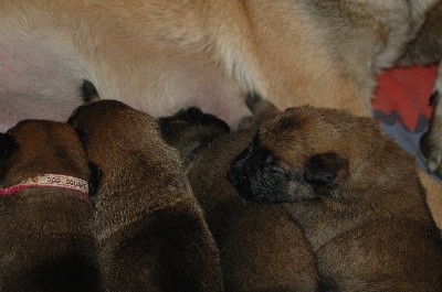 des vignes du Roussillon - Photos des bébés