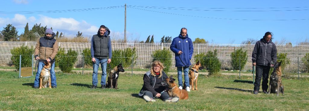 des vignes du Roussillon - Les chiots mâles à 6 mois 