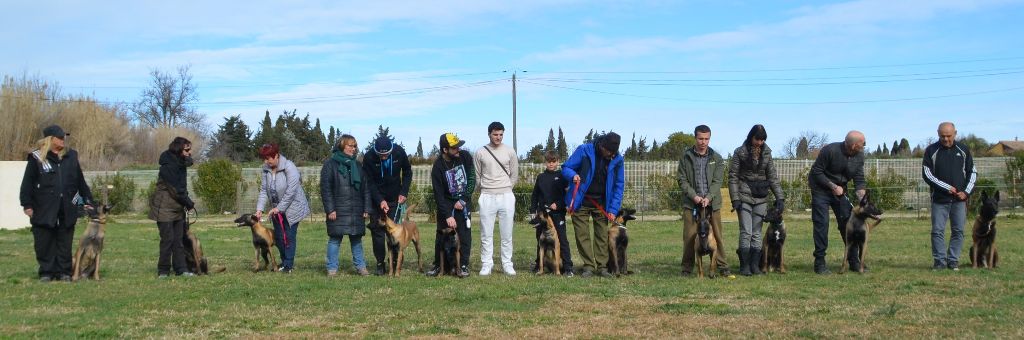 chiots à 6 mois