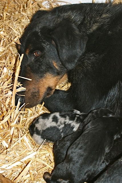 des vignes du Roussillon - Les chiots a une semaine