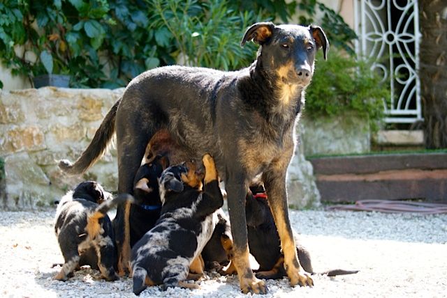 des vignes du Roussillon - Les chiots de Drack et Féline