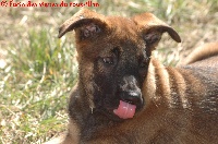 CHIOT