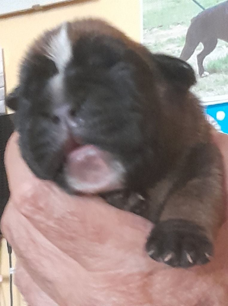 du Val de la Lavande - Chiots disponibles - Boxer