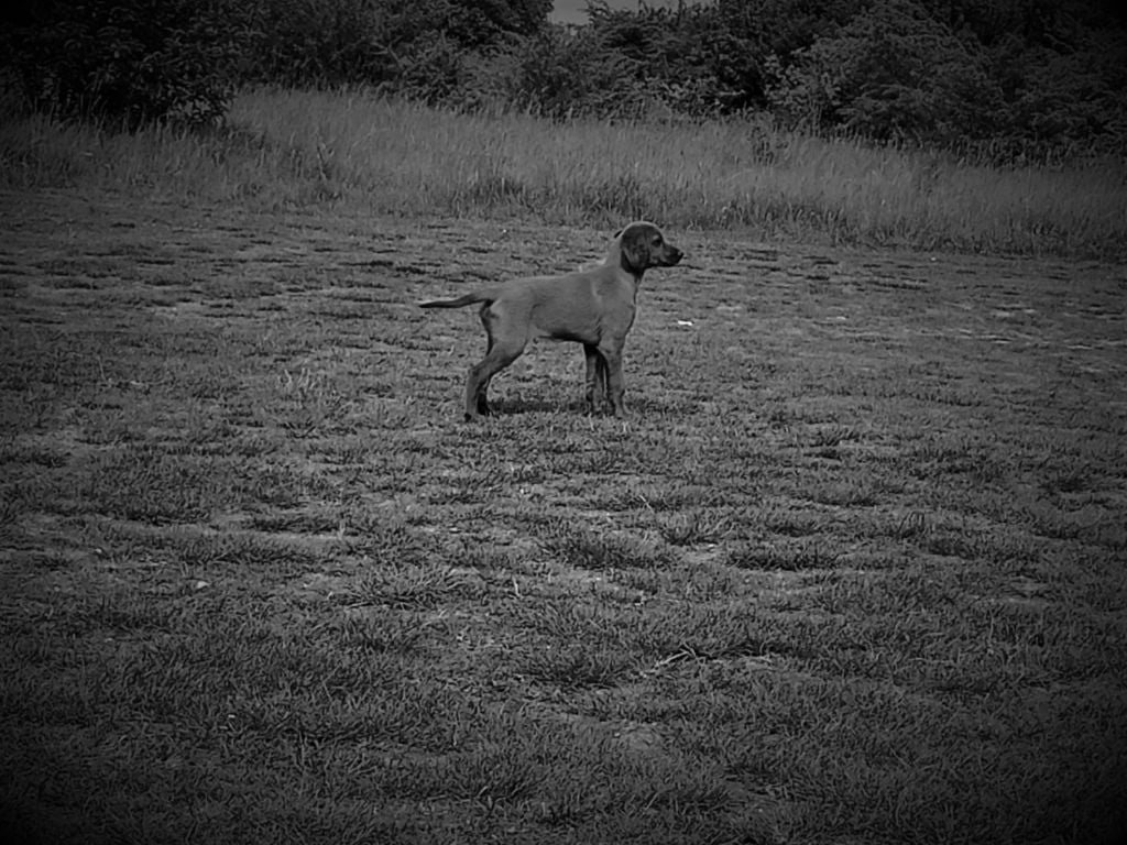 de la Cadence du doux Berger - Chiots disponibles - Setter irlandais rouge