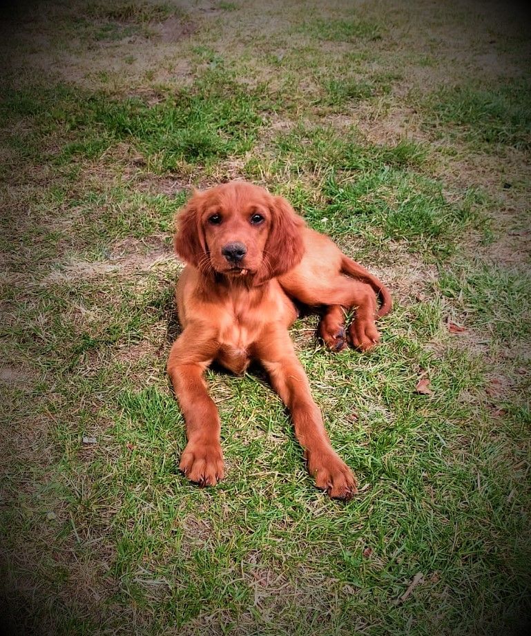 de la Cadence du doux Berger - Chiots disponibles - Setter irlandais rouge