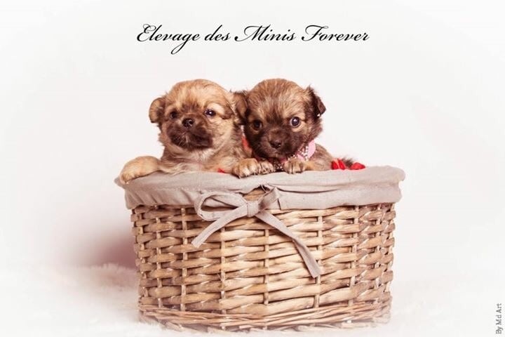 des Minis Forever - Chiots disponibles - Chihuahua