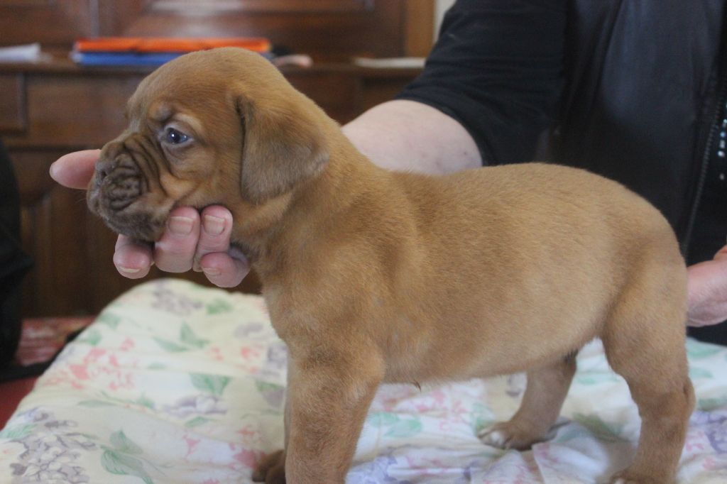 Du chant des bruants - Dogue de Bordeaux - Portée née le 19/01/2020