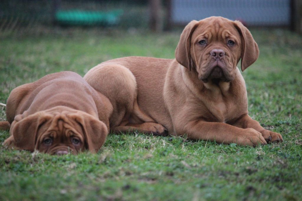 Du chant des bruants - Dogue de Bordeaux - Portée née le 07/12/2018