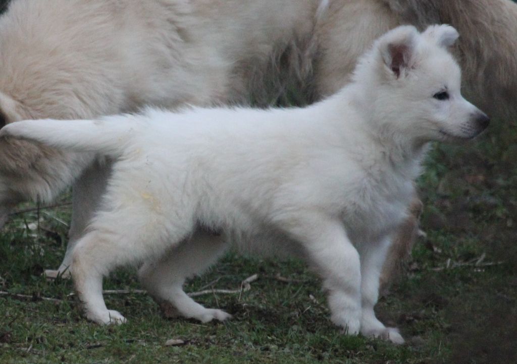 Du chant des bruants - Berger Blanc Suisse - Portée née le 27/11/2022