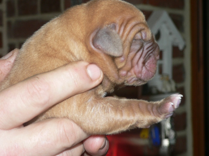 Du chant des bruants - Dogue de Bordeaux - Portée née le 23/12/2009