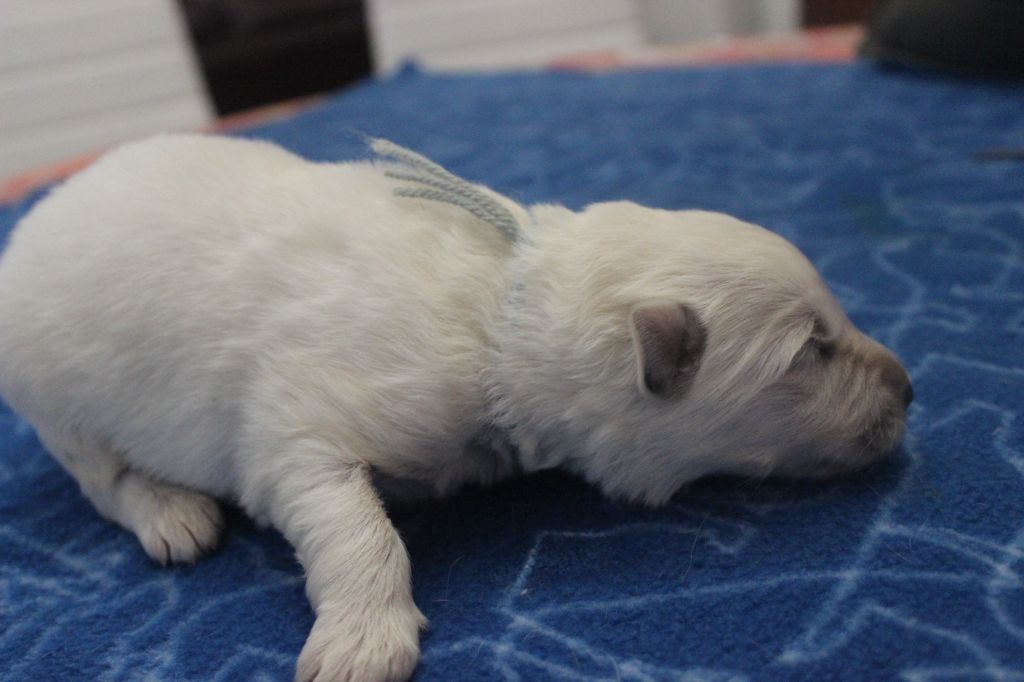 Du chant des bruants - Berger Blanc Suisse - Portée née le 20/11/2021