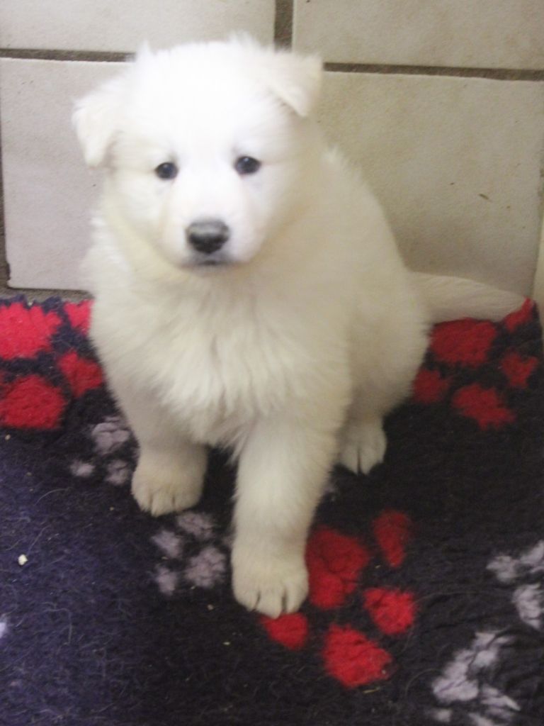 Du chant des bruants - Berger Blanc Suisse - Portée née le 14/01/2020