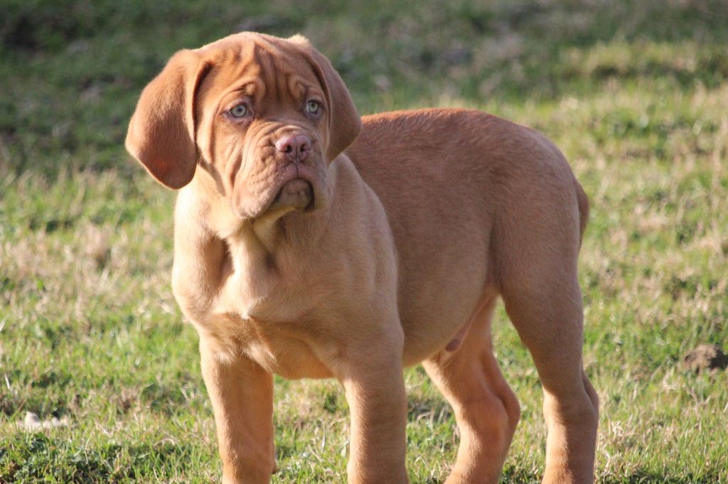 Du chant des bruants - Dogue de Bordeaux - Portée née le 19/12/2017