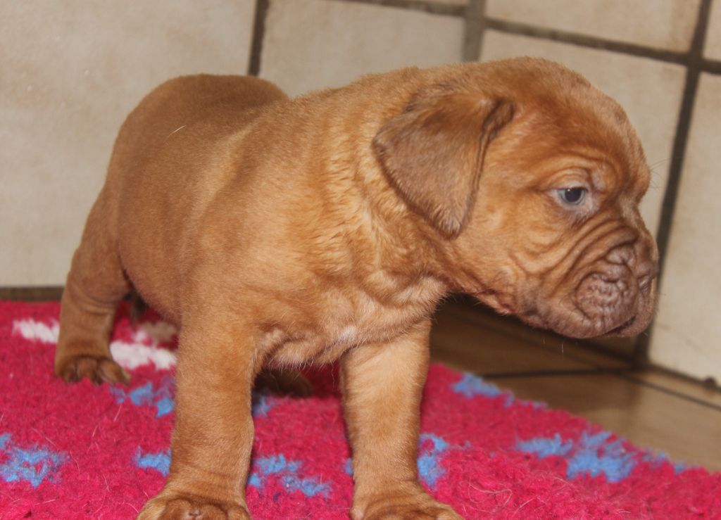 Du chant des bruants - Dogue de Bordeaux - Portée née le 21/08/2020