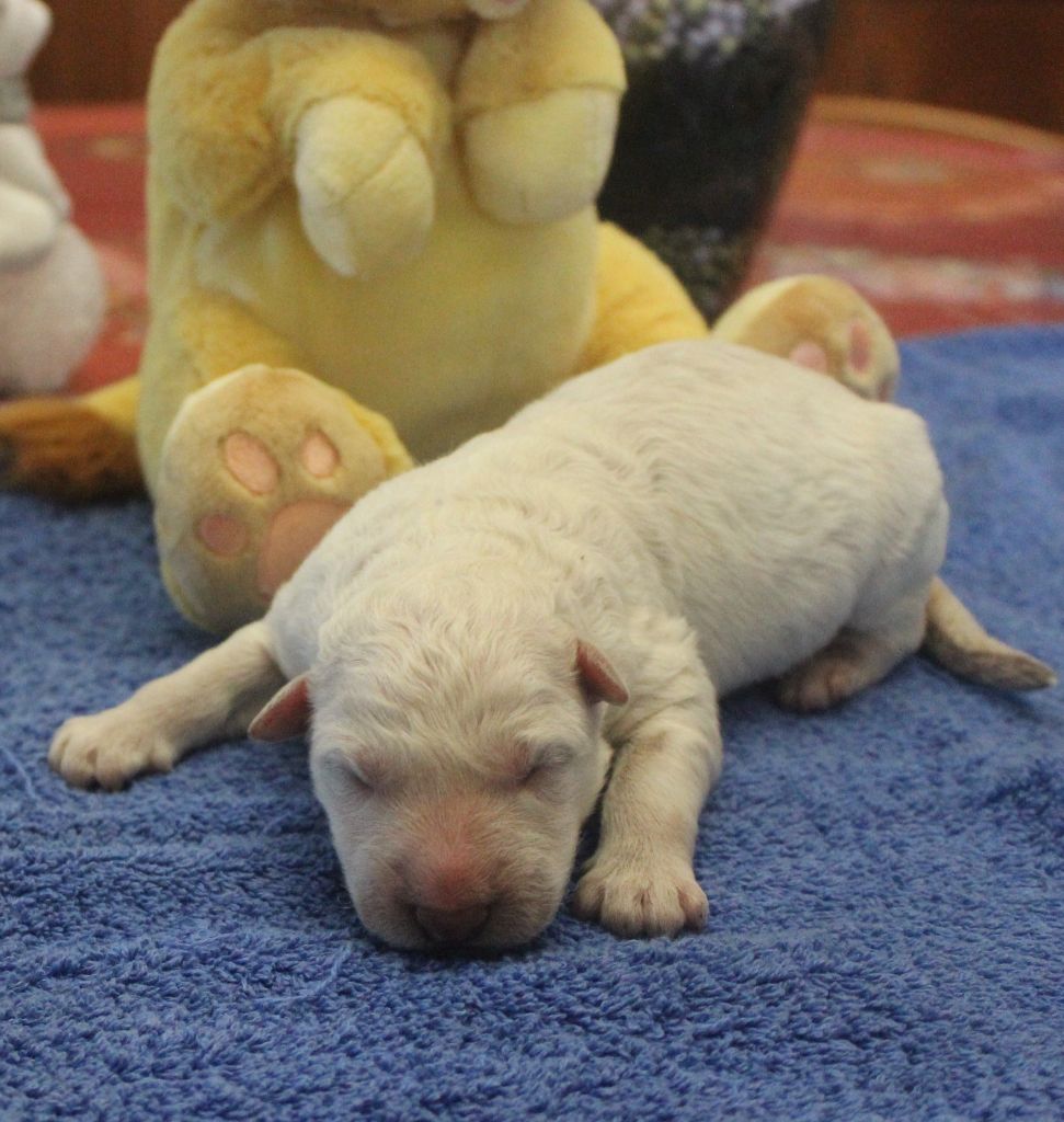 Du chant des bruants - Berger Blanc Suisse - Portée née le 09/01/2020