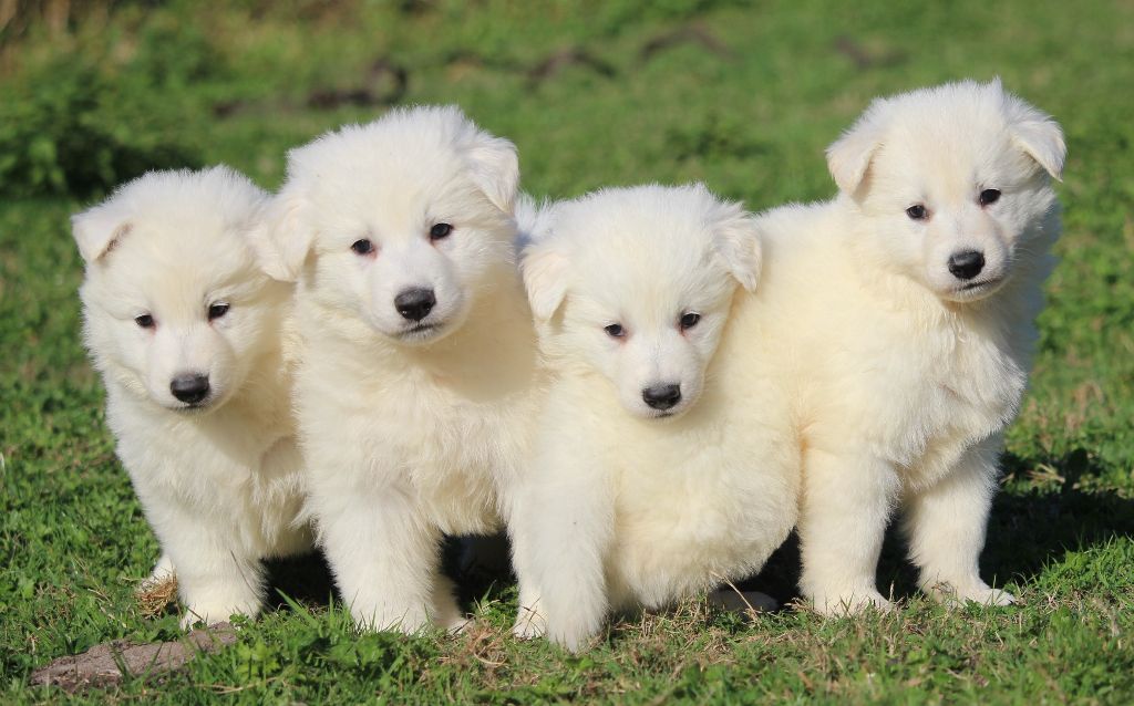 Du chant des bruants - Berger Blanc Suisse - Portée née le 30/07/2018