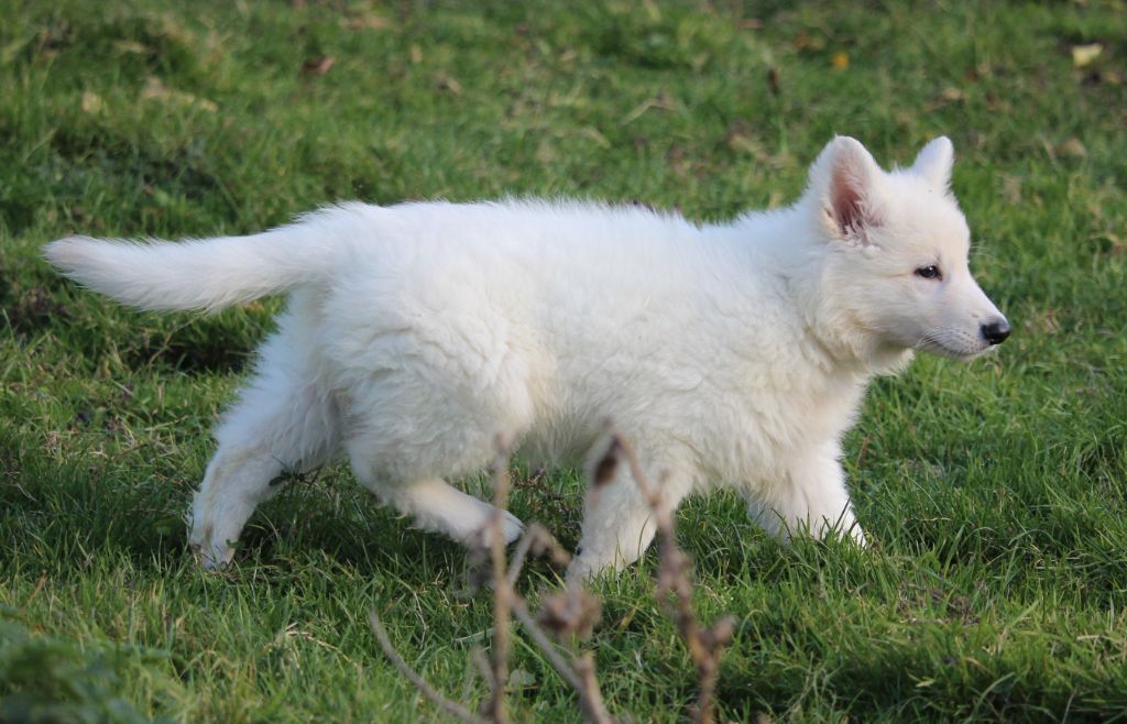 Du chant des bruants - Berger Blanc Suisse - Portée née le 01/09/2021