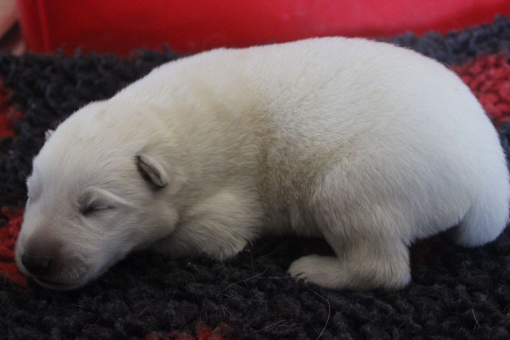 Du chant des bruants - Berger Blanc Suisse - Portée née le 20/08/2021