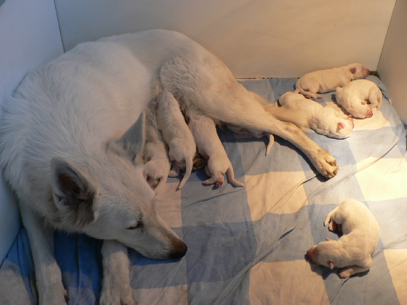 Du chant des bruants - Berger Blanc Suisse - Portée née le 20/09/2009