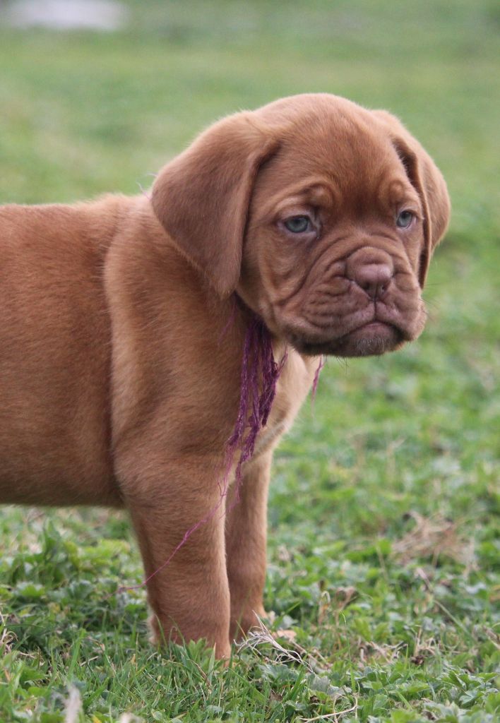 Du chant des bruants - Dogue de Bordeaux - Portée née le 09/09/2018