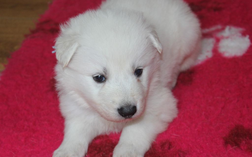 Du chant des bruants - Berger Blanc Suisse - Portée née le 03/04/2020