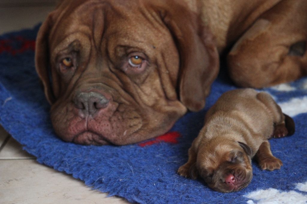 Du chant des bruants - Dogue de Bordeaux - Portée née le 14/09/2018