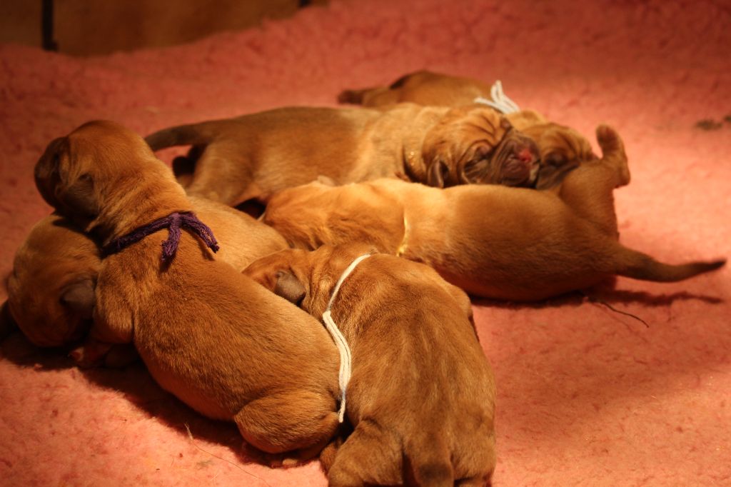 Du chant des bruants - Dogue de Bordeaux - Portée née le 09/09/2018