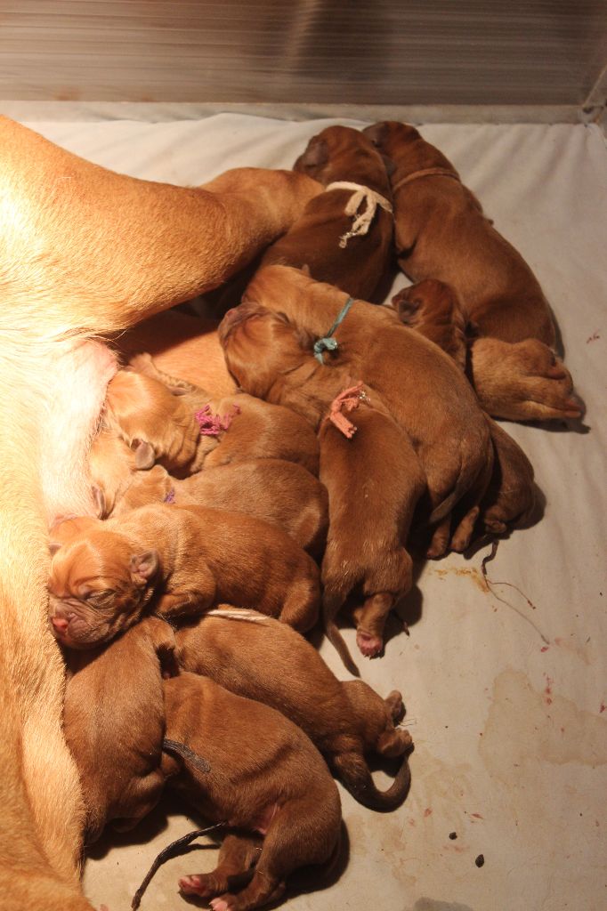 Du chant des bruants - Dogue de Bordeaux - Portée née le 25/10/2017