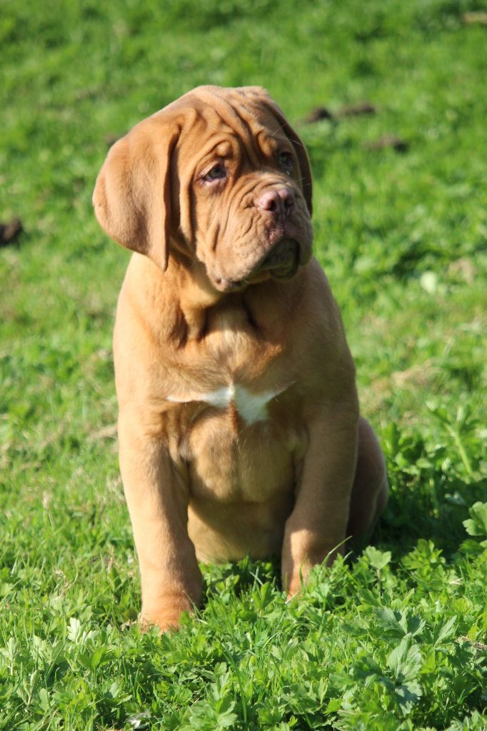 Du chant des bruants - Dogue de Bordeaux - Portée née le 16/01/2018