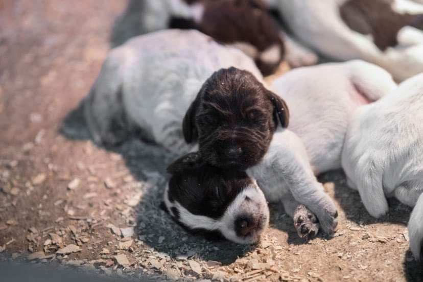 Chiot Griffon d'arrêt à poil dur Korthals du barbu des Carpates