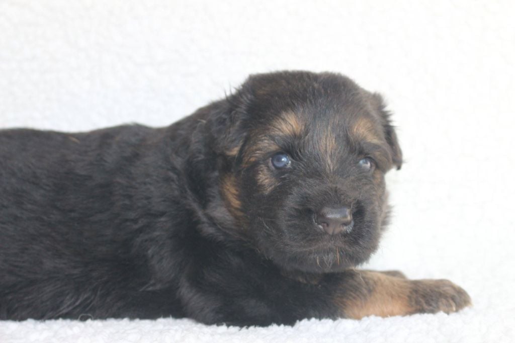 du barbu des Carpates - Chiots disponibles - Berger Allemand