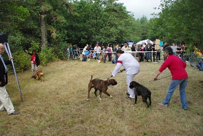 du Moulin à eau de Lanrial - Exposition canine Saint Avé (56)