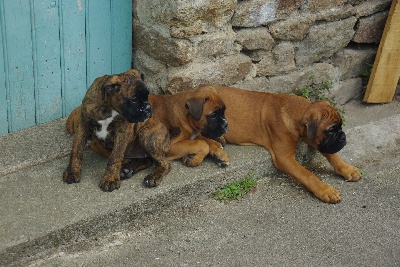 du Moulin à eau de Lanrial - Les "CanAlf" vont rejoindre leur nouvelle famille !