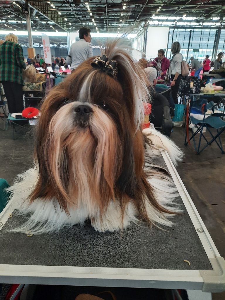 Chiots shih tzu 2023