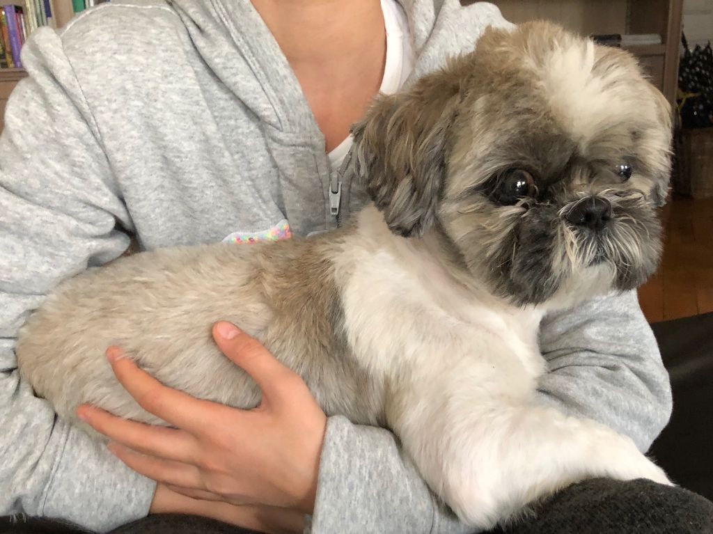 du Puits d'Eloquengo - Adulte(4 ans) mâle Shih Tzu à placer