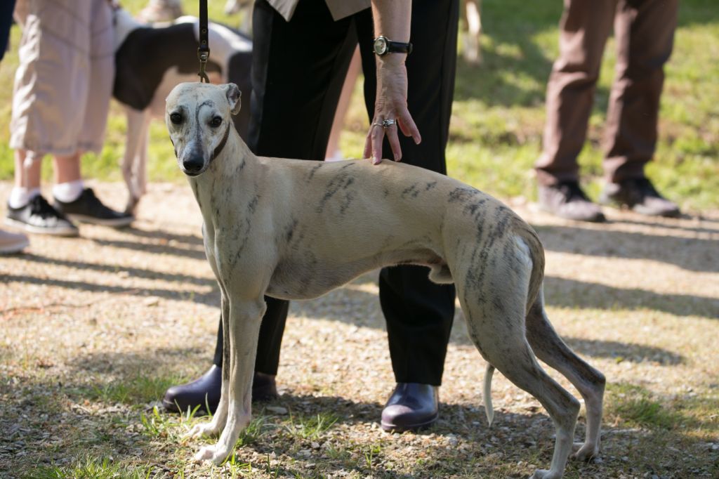 du Puits d'Eloquengo - Les whippets au Puits d'Eloquengo