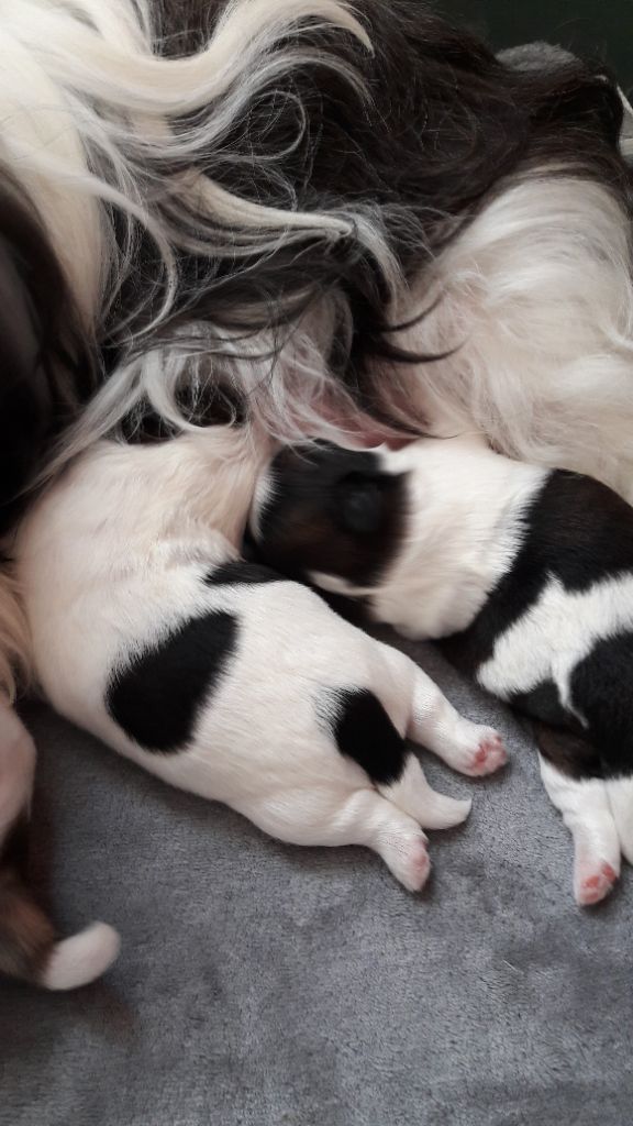 du Puits d'Eloquengo - Shih Tzu - Portée née le 19/06/2019