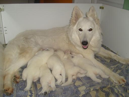 des Loups de la Fontaine - Berger Blanc Suisse - Portée née le 14/05/2011