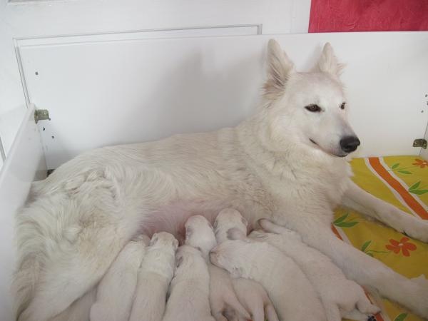 des Loups de la Fontaine - Berger Blanc Suisse - Portée née le 22/04/2012