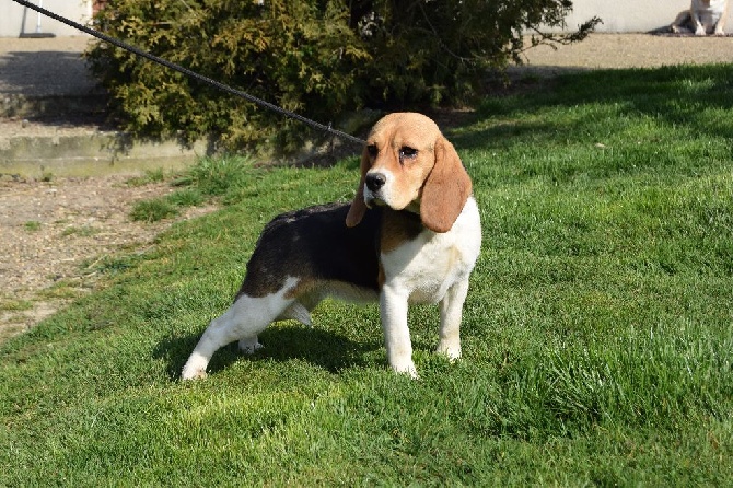 de la Haute Fougère - beagle