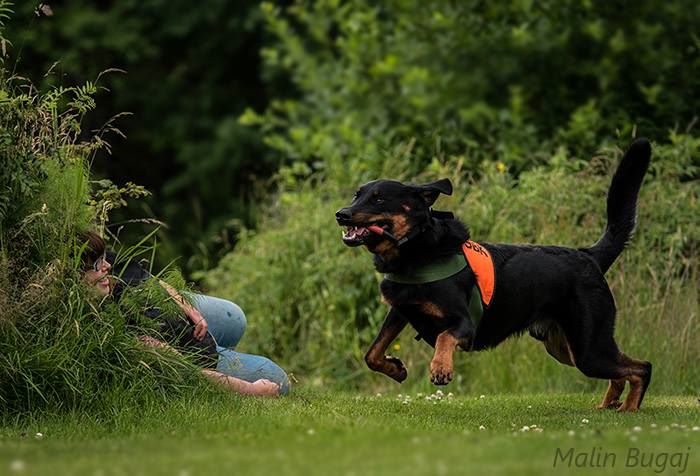 Grand Lutin - 3 Beaucerons en 1ere place