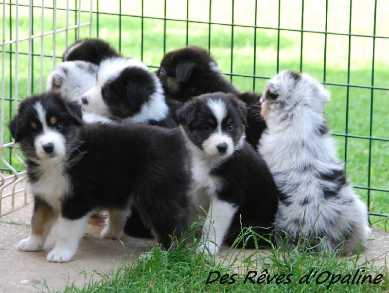 Chiot Berger Australien des rêves d'opaline