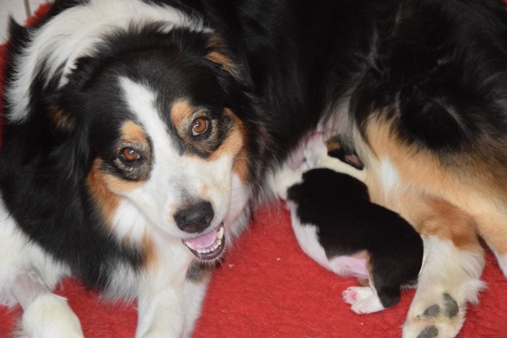 Chiot Berger Australien des rêves d'opaline